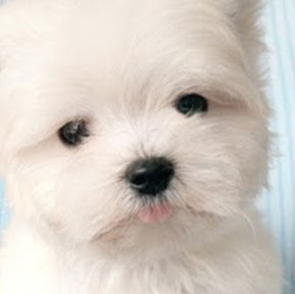 Meet your Posher, Rossana